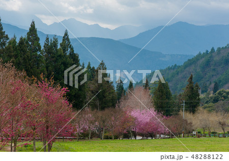 桜満開 さくら 武陵農場 台湾台中 春 48288122