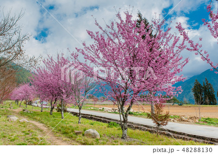 桜満開 さくら 武陵農場 台湾台中 春 48288130