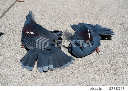 日光浴をするカンムリバト 48288343