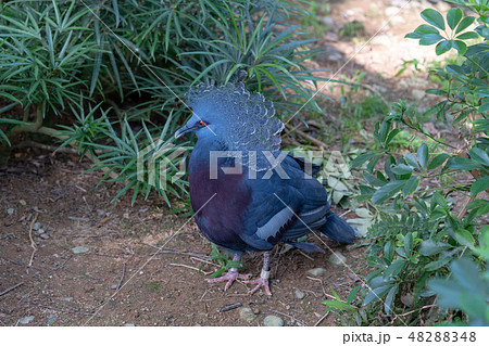 カンムリバト カンムリバト 48288348