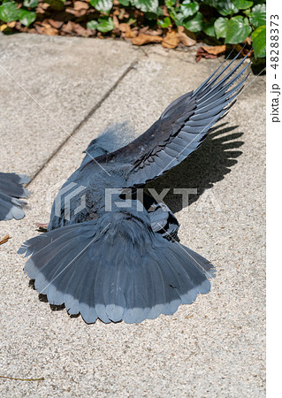 日光浴をするカンムリバト 48288373