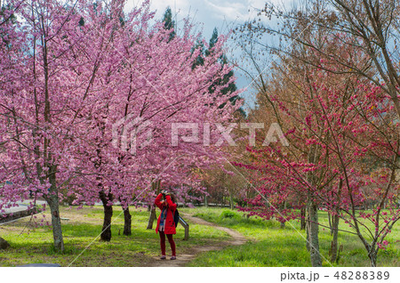 桜の写真を撮る若い女性 桜 さくら 武陵農場 台湾台中 春 桜の写真を撮る若い女性 桜 さくら 武陵農場 台湾台中 春 48288389