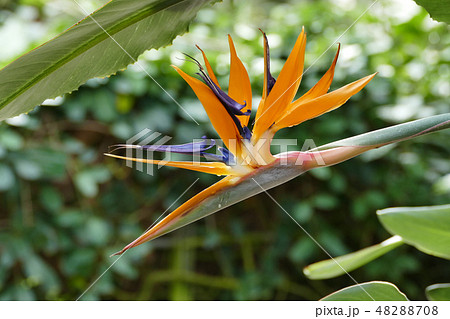 ゴクラクチョウカの花 ゴクラクチョウカの花 48288708