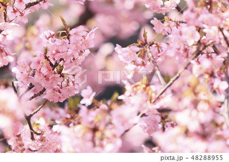 河津桜 48288955