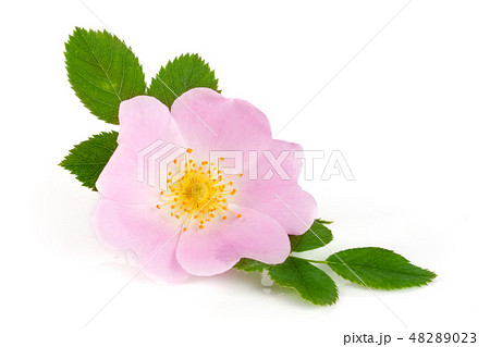 Rosehip flower with leaf isolated on white background 48289023