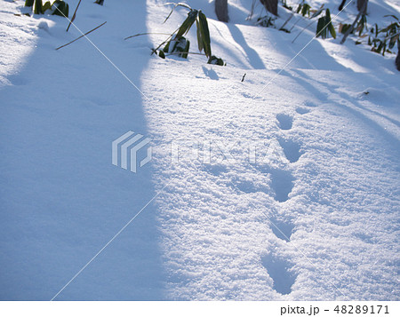 足跡 雪 足跡 雪 48289171