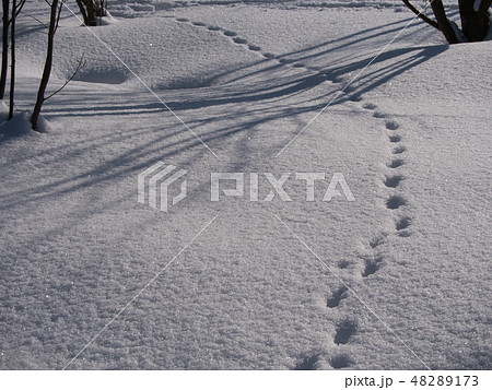 足跡 雪の写真素材 4173