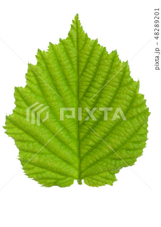 The leaf of hazelnut isolated on a white background The leaf of hazelnut isolated on a white background 48289201