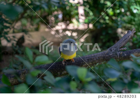 アオバト 48289203