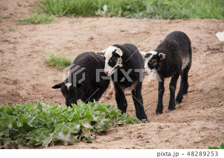 Three young black lamb playing on pasture 48289253