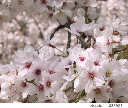 桜咲く・満開の桜をクローズアップ 48289254