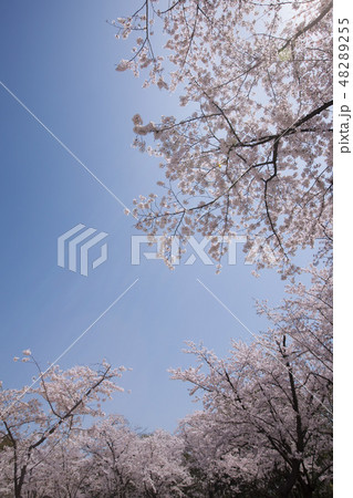 満開の桜-4・満開の桜を快晴の日に写せた春風景 48289255
