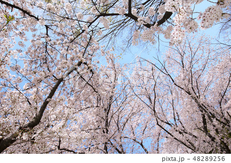 桜に囚われた日・見上げれば周囲を桜に取り囲まれた風景 48289256