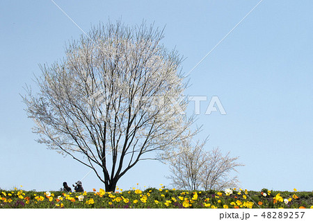 陽気に誘われて・ポピーに囲まれ、桜の下で寛ぐ老夫婦 陽気に誘われて・ポピーに囲まれ、桜の下で寛ぐ老夫婦 48289257