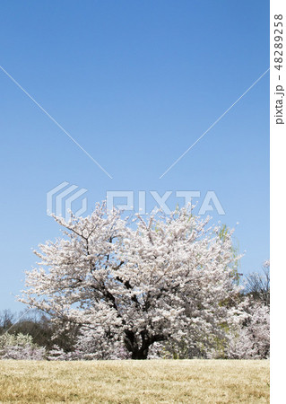 満開の桜-3・満開の一本桜を快晴の日に写せた春風景 満開の桜-3・満開の一本桜を快晴の日に写せた春風景 48289258