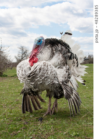 turkey male or gobbler closeup on green grass with blue sky turkey male or gobbler closeup on green grass with blue sky 48289385