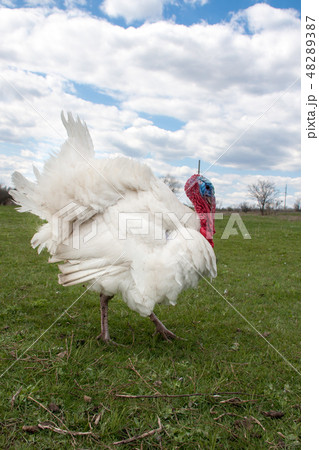 white turkey male or gobbler closeup on green grass with blue sky white turkey male or gobbler closeup on green grass with blue sky 48289387