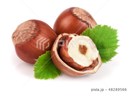 Hazelnuts with leaves isolated on white background Hazelnuts with leaves isolated on white background 48289566