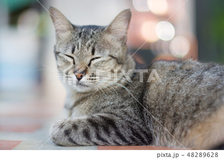 Cat thai 3 color sleep on the floor 48289628