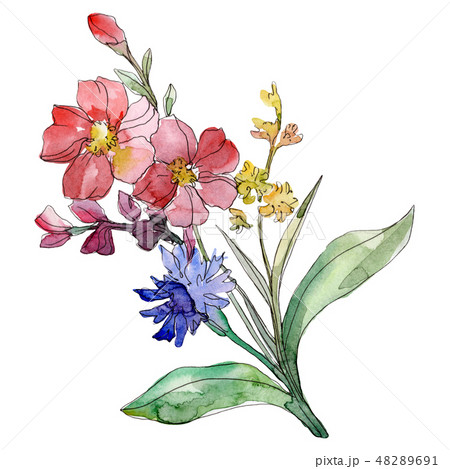 Red and blue floral botanical flowers. Watercolor background illustration set. Isolated bouquet 48289691