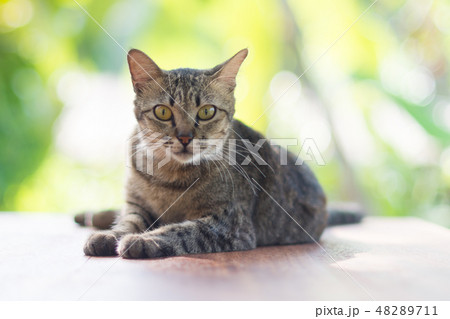 Cat thai 3 color sleep on the floor 48289711