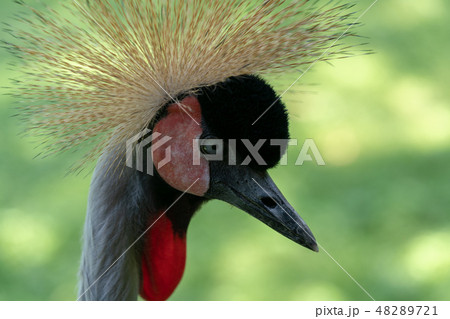 ホオジロカンムリヅル 48289721