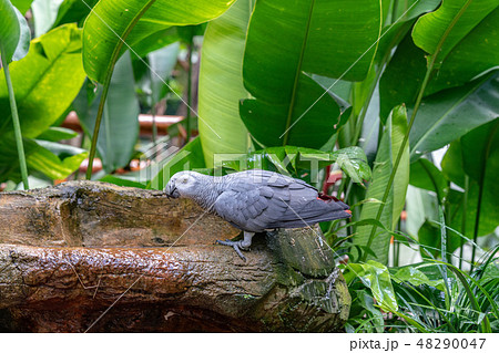 ヨウム(灰色オウム) 48290047