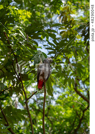 ヨウム(灰色オウム) 48290048