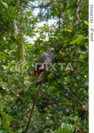 ヨウム(灰色オウム) ヨウム(灰色オウム) 48290049