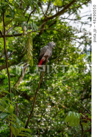 ヨウム(灰色オウム) ヨウム(灰色オウム) 48290050