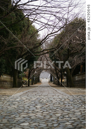 藤沢市 遊行寺「いろは坂」 藤沢市 遊行寺「いろは坂」 48290646