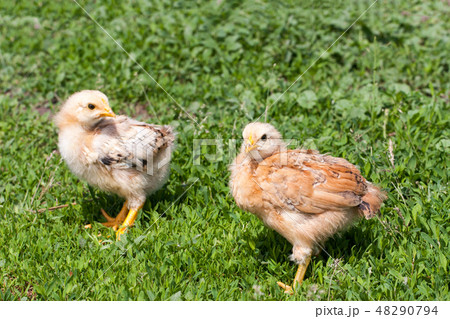 two yellow baby chicken in the green grass two yellow baby chicken in the green grass 48290794