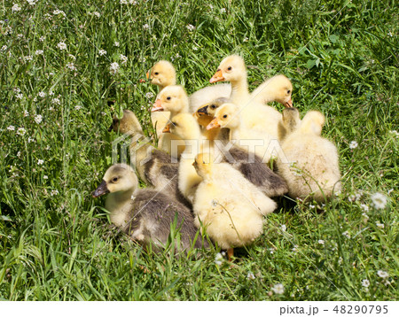 A flock of little geese grazing in green grass A flock of little geese grazing in green grass 48290795