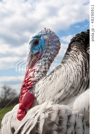 turkey male or gobbler closeup on the cloudy sky background turkey male or gobbler closeup on the cloudy sky background 48290911