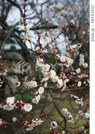 藤沢市　遊行寺の梅花 48291037
