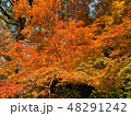 日本の 福岡 紅葉 48291242