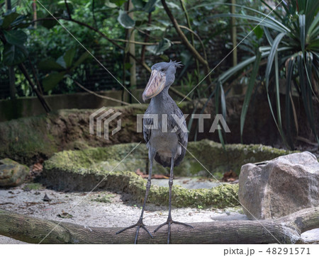 ハシビロコウ 48291571