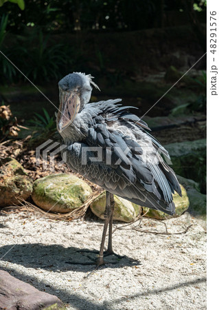 ハシビロコウ 48291576