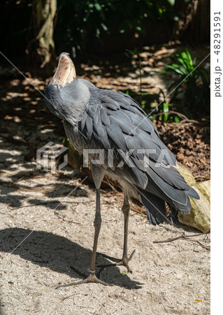 ハシビロコウ 48291591