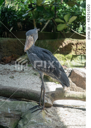 ハシビロコウ 48291600