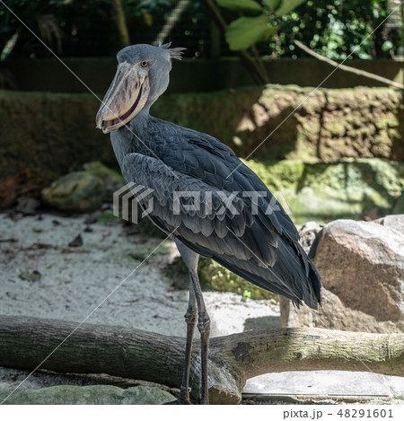 ハシビロコウ 48291601