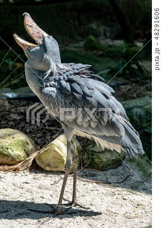 ハシビロコウ 48291606