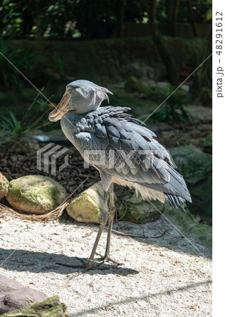 ハシビロコウ 48291612