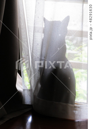 カーテンに隠れている猫のシルエット カーテンに隠れている猫のシルエット 48291630