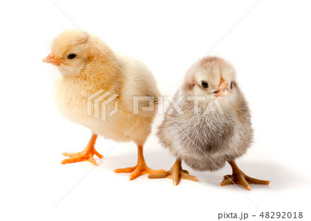 two little chicken isolated on white background two little chicken isolated on white background 48292018