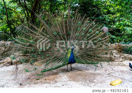 羽を広げた雄の孔雀 48292161