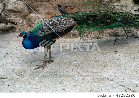 羽を閉じた雄の孔雀 羽を閉じた雄の孔雀 48292230