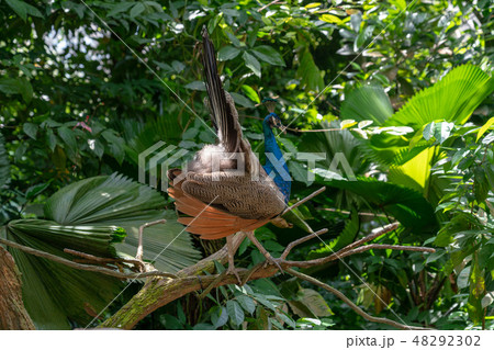 雌の孔雀 48292302