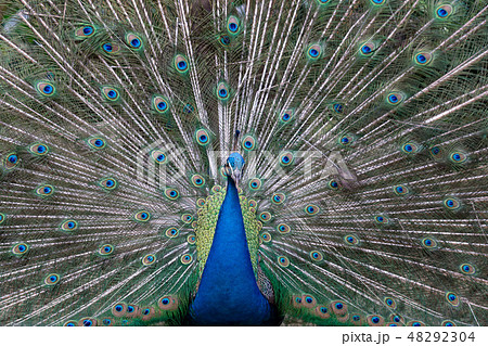 羽を広げた雄の孔雀の写真素材 [48292304] - PIXTA