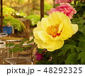 由志園・黄色の牡丹 48292325
